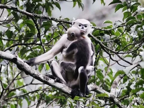 Voọc mũi hếch và những loài hiếm nhất thế giới tìm thấy ở Việt Nam