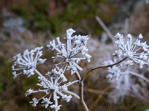 Tiết Đại Hàn là gì và kéo dài bao lâu trong năm 2026?