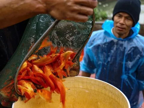 Nhộn nhịp thủ phủ cá chép đỏ cúng Tết ông Công, ông Táo