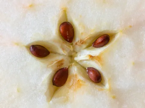 Loại quả chứa chất "kịch độc", quả số 1 mâm cơm nhà nào cũng có