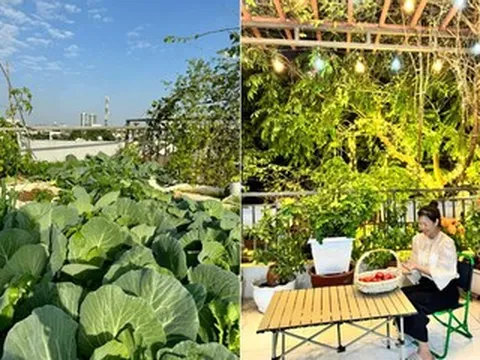 Mẹ đảm biến sân thượng 25m2 thành vườn rau xanh mướt giữa lòng Hà Nội