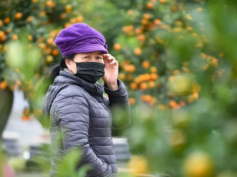 Mưa rét phủ làng quất Tứ Liên, người Hà Nội vẫn hào hứng ‘săn’ quất