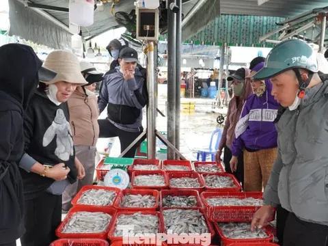 Ngư dân miền Trung trúng 'lộc' mực nháy dịp áp Tết