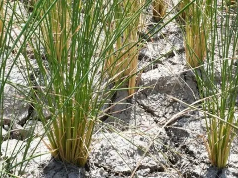 Sau Philippines, Indonesia, một quốc gia nhập khẩu 2,4 triệu tấn gạo ra thông báo ngừng nhập khẩu: Đang dư 1,1 triệu tấn, người nông dân thua lỗ