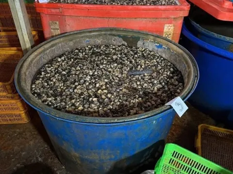 Vụ 3.000 tấn ốc ngâm “thủy tinh lỏng”: Natri silicate tàn phá cơ thể người như thế nào?