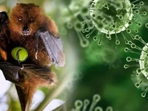 Virus Nipah: Chuyên gia chỉ rõ nhóm người có nguy cơ cao cần đặc biệt lưu ý