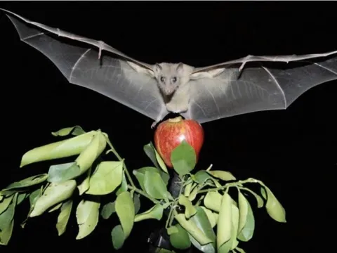 Virus Nipah có thật sự đáng sợ?