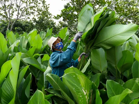 Làng lá dong vào vụ thu hoạch Tết, người trồng 'hái tiền' mỏi tay