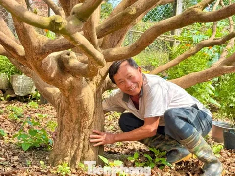 Cận cảnh cụ mai 70 năm độc nhất vô nhị được ‘hét giá’ 3,5 tỷ đồng