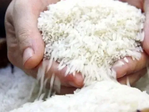 Gạo Thái Lan tăng giá mạnh, Việt Nam giữ đà ổn định