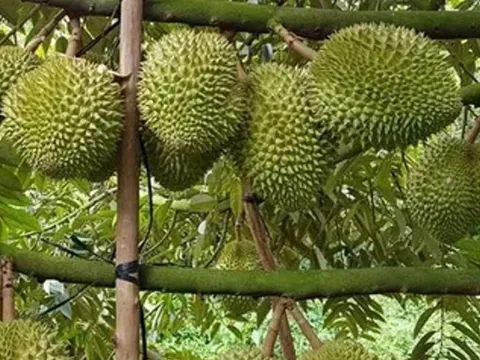 Sầu riêng Việt Nam thắng lớn tại Trung Quốc