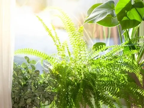 3 loại cây không nên đặt trong nhà vào năm Bính Ngọ