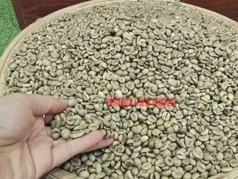 Giá cà phê hôm nay 4-2: Lao dốc khủng khiếp