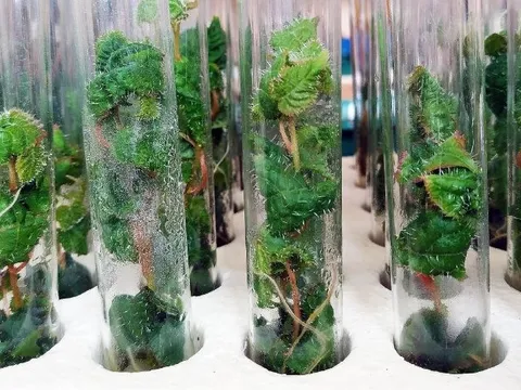 Phát minh của Mỹ làm rung chuyển ngành xây dựng: Tạo ra 'siêu gỗ' từ cây chỉnh sửa gen, có thể thay thế thép và bê tông