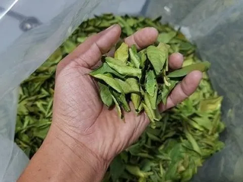 Loại lá ở Việt Nam rụng đầy gốc, "trời Tây" bán 7 triệu đồng vẫn hút khách