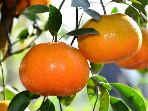 Loại quả "tốt nhất thế giới" chứa 5 vị thuốc bổ, chỉ 20.000 đồng/kg, ăn suốt mùa đông không lo con bị ốm