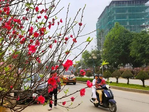 Đào nở thắm phố phường, tiểu thương đành phải chặt bỏ cây không kịp vào Tết