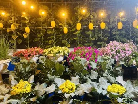 Vườn sân thượng 50m² của mẹ đảm TPHCM xanh mướt rau trái, dưa lưới sai lúc lỉu