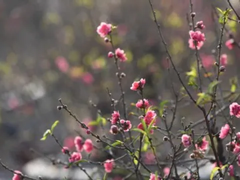 Bài khấn tất niên ngắn gọn theo chuyên gia phong thuỷ