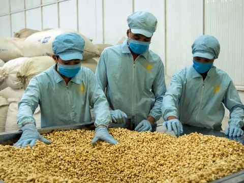 Nhập khẩu 65 nghìn tấn 'hạt vàng' - quốc gia này giúp Việt Nam 'bỏ túi' hơn 430 triệu USD ngay đầu năm mới Bính Ngọ