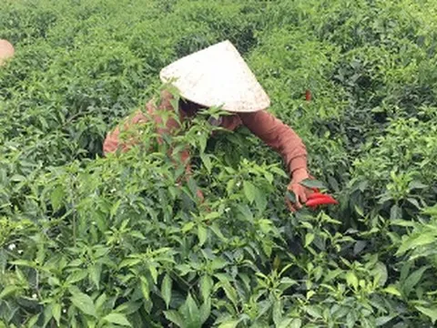 Lào liên tục săn lùng một loại 'vàng đỏ' của Việt Nam: Thu về 1,3 triệu USD trong tháng đầu năm, doanh nghiệp nào chiếm thị phần lớn nhất?