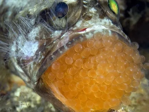 Ăn trứng cá cảnh, 13 người ở Thanh Hóa nhập viện gấp