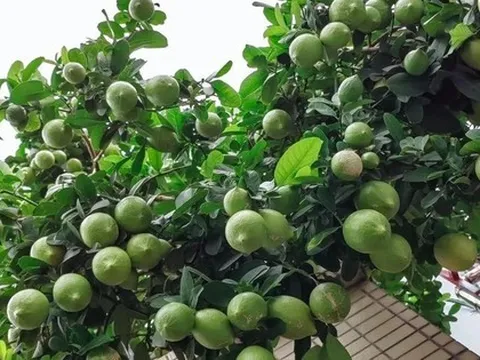 4 loại cây nên trồng tại ban công trong năm Bính Ngọ tăng vượng khí, giúp trường thọ