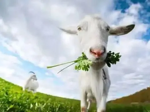 3 con giáp may mắn tuần mới, báo hiệu một năm hanh thông