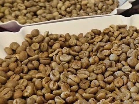 Giá cà phê hôm nay 25-2: Quay đầu tăng mạnh, chưa đến lúc lo thừa cung