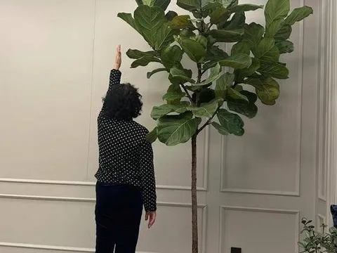 Người xưa dặn "Cây âm không vào nhà, cây dương không trồng mộ": Nghe thì tâm linh nhưng sự thật lại vô cùng khoa học!