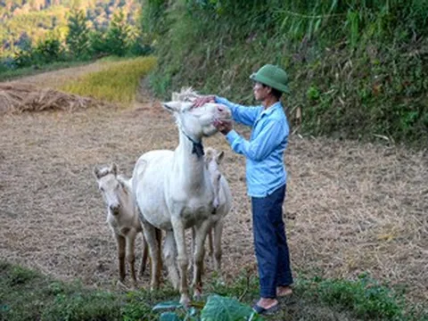 Nuôi ngựa bạch 4 tháng bán 30 triệu đồng/con, lão nông xứ Lạng đổi đời