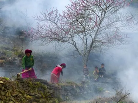 Xuân về vá rào đá