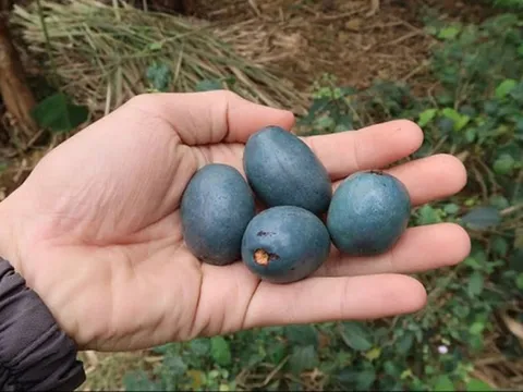 Loại quả xưa không ai thèm nhặt, giờ thành đặc sản tốt như "thuốc quý"