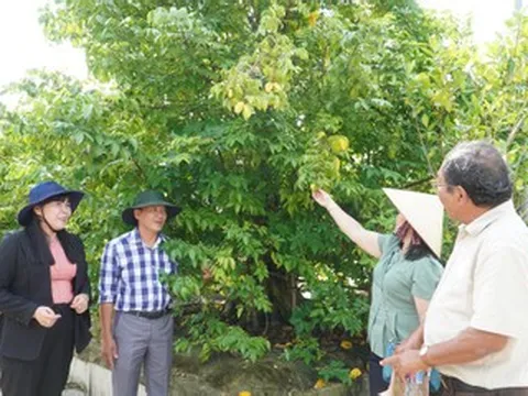 'Bí mật' sau vườn kiểng bonsai bạc tỷ của người đàn ông ở Cần Thơ