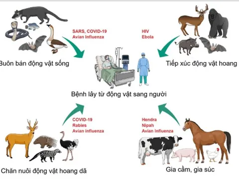HCDC và ngành thú y TPHCM tăng cường phối hợp dữ liệu phòng bệnh lây từ động vật