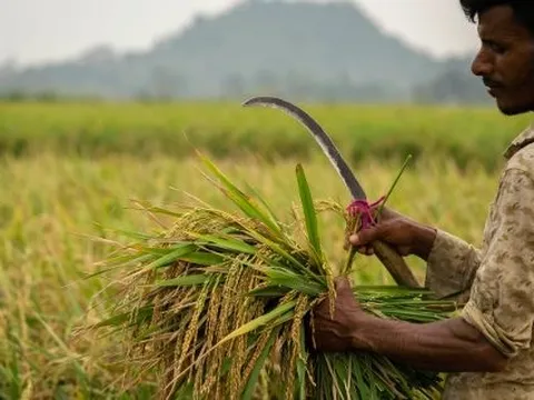 Hơn 3.000 container gạo mắc kẹt tại các cảng, một quốc gia châu Á kêu gọi hỗ trợ từ chính phủ