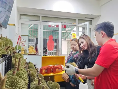 Sầu riêng gai đen tiền triệu mỗi trái vẫn ‘cháy hàng’