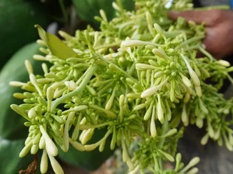 Loài hoa là dược liệu quen thuộc trị ho cực tốt, những ai không nên dùng?