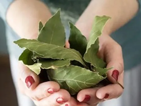 Loại lá dân dã của Việt Nam xưa không ai lấy, nay trời Tây bán giá 2 triệu đồng/kg