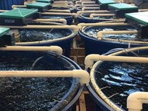 Việt Nam vừa đón tin vui cùng lúc từ cả Trung Quốc và Nhật Bản