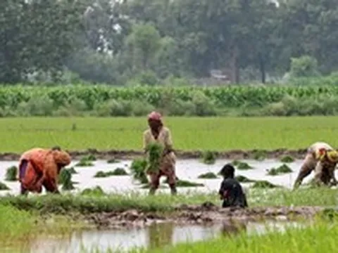 Quốc gia mua nhiều gạo Việt Nam nhất có động thái ‘lạ’