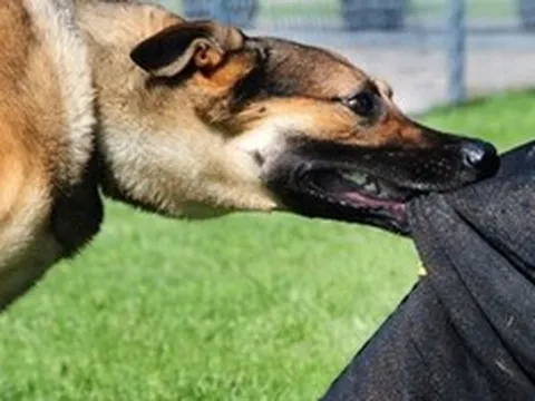 Hà Nội tăng cường giám sát bệnh dại