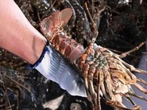 Trung Quốc mạnh tay mua tôm hùm của Việt Nam