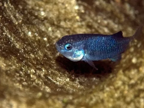 Cuộc giải cứu loài cá quý hiếm nhất hành tinh