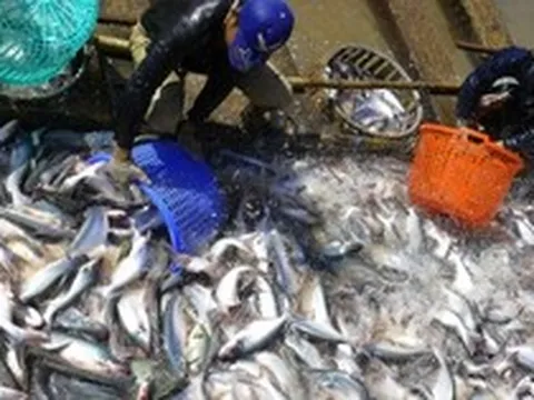 Đề xuất giảm thuế nhập khẩu về 0% các loại phân bón, nguyên liệu sản xuất phân bón, thuốc bảo vệ thực vật