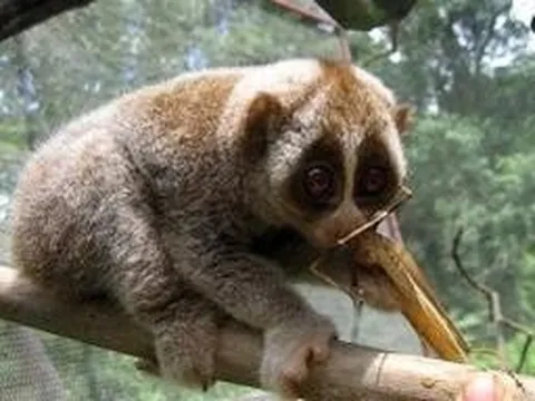 Con vật hoang dã nguy cơ tuyệt chủng bất ngờ ‘lạc’ vào trường học