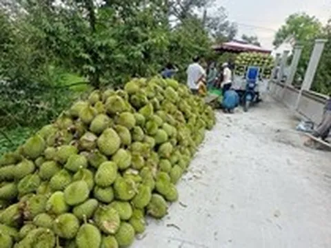 Sầu riêng giảm giá sâu, thương lái thu mua ồ ạt, nhà vườn neo cây chờ giá