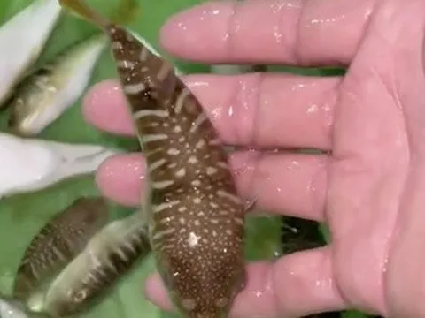 3 người nhập viện, Bộ Y tế khuyến cáo tuyệt đối không sử dụng cá nóc làm thực phẩm