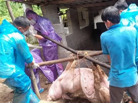 300 tấn heo nhiễm dịch vào trường học: Nguy cơ ngộ độc, ký sinh trùng đáng sợ thế nào?