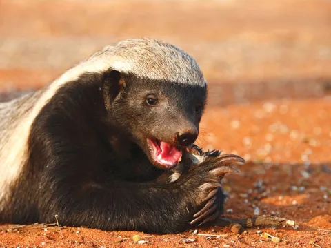 Loài được mệnh danh 'trùm giang hồ' trong thế giới động vật